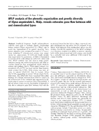 AFLP Analysis of the Phenetic Organization and Genetic Diversity of Vigna Unguiculata L