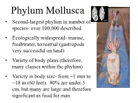 Phylum Mollusca • Second-Largest Phylum in Number of Species- Over 100,000 Described