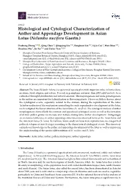 Histological and Cytological Characterization of Anther and Appendage Development in Asian Lotus (Nelumbo Nucifera Gaertn.)
