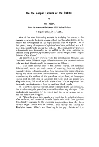 On the Corpus Luteum of the Rabbit