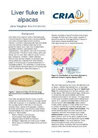 Liver Fluke in Alpacas