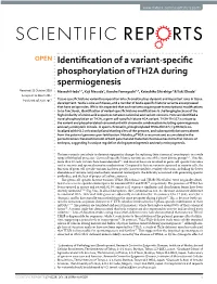 Identification of a Variant-Specific Phosphorylation of TH2A During