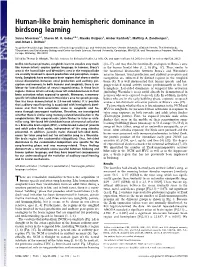 Human-Like Brain Hemispheric Dominance in Birdsong Learning