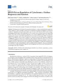 HIGD-Driven Regulation of Cytochrome C Oxidase Biogenesis and Function