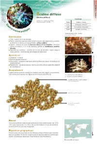 Oculine Diffuse / GP2020 Espmarinesprotegees