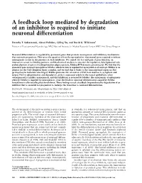 A Feedback Loop Mediated by Degradation of an Inhibitor Is Required to Initiate Neuronal Differentiation