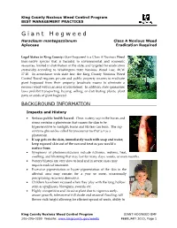 Heracleum Mantegazzianum Class a Noxious Weed Apiaceae Eradication Required