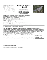 Ringed Turtle Dove