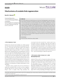 Mechanisms of Urodele Limb Regeneration