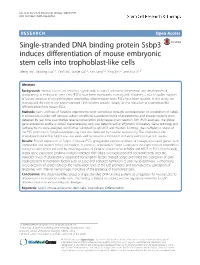 Single-Stranded DNA Binding Protein Ssbp3 Induces Differentiation Of