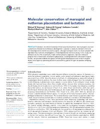 Molecular Conservation of Marsupial and Eutherian Placentation And
