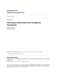Pathobiology of Water Molds in Fish: an Insight Into Saprolegniasis