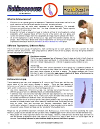 What Is Echinococcus?