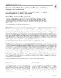Burrowing Activity of the Neohelice Granulata Crab (Brachyura, Varunidae) in Southwest Atlantic Intertidal Areas