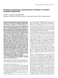 R-Cadherin Expression During Nucleus Formation in Chicken Forebrain Neuromeres