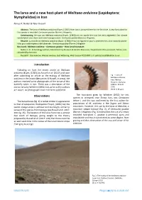The Larva and a New Host-Plant of Melitaea Arduinna (Lepidoptera: Nymphalidae) in Iran