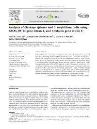 Analysis of Claviceps Africana and C. Sorghi from India Using Aflps, EF-1A Gene Intron 4, and B-Tubulin Gene Intron 3