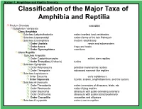 Classification of the Major Taxa of Amphibia and Reptilia