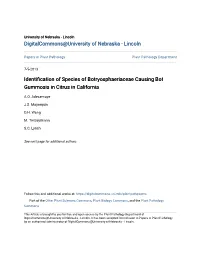 Identification of Species of Botryosphaeriaceae Causing Bot Gummosis in Citrus in California