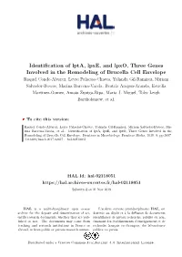 Identification of Lpta, Lpxe, and Lpxo, Three Genes