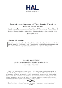 Draft Genome Sequence of Tuber Borchii Vittad., a Whitish Edible Truffle