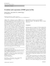 Evolution and Expression of BMP Genes in Flies