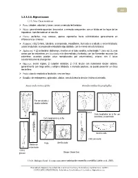 Bignoniaceae 1.3.3.3.6.A