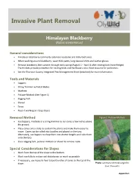 Invasive Plant Removal