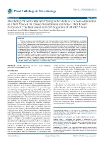 Morphological, Molecular and Phylogenetic Study of Filenchus