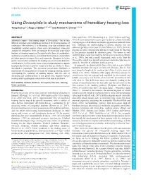 Using Drosophila to Study Mechanisms of Hereditary Hearing Loss Tongchao Li1,*, Hugo J