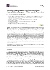 Molecular Assembly and Structural Plasticity of Sensory Ribbon Synapses—A Presynaptic Perspective