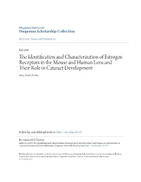 The Identification and Characterization of Estrogen