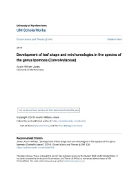 Development of Leaf Shape and Vein Homologies in Five Species of the Genus Ipomoea (Convolvulaceae)
