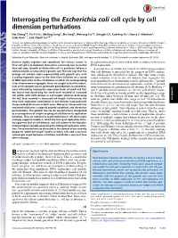 Interrogating the Escherichia Coli Cell Cycle by Cell Dimension Perturbations