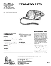 Rats, Kangaroo