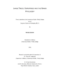 Large Trees, Supertrees and the Grass Phylogeny