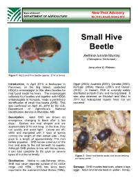 Small Hive Beetle