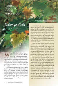 Daimyo Oak Foliage in the Arboretum
