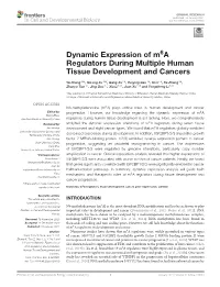 Dynamic Expression of M6a Regulators During Multiple Human Tissue Development and Cancers
