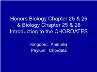 Introduction to the CHORDATES