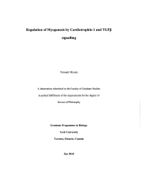 Regulation of Myogenesis by Cardiotrophin-1 and Tgfp Signalling