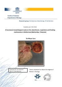 A Functional-Morphological Study on the Attachment, Respiration and Feeding Mechanisms in Balitorinae (Balitoridae, Teleostei)