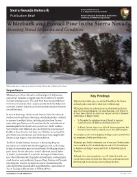 Whitebark and Foxtail Pine in the Sierra Nevada Assessing Stand Structure and Condition
