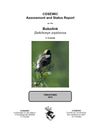Bobolink (Dolichonyx Oryzivorus) in Argentina