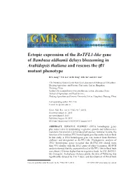 Ectopic Expression of the Botfl1-Like Gene of Bambusa Oldhamii Delays Blossoming in Arabidopsis Thaliana and Rescues the Tfl1 Mutant Phenotype
