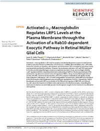 Activated Α2-Macroglobulin Regulates LRP1 Levels at the Plasma
