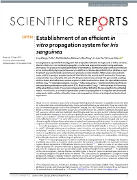 Establishment of an Efficient in Vitro Propagation System for Iris Sanguinea