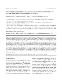 Cytochemical Features of Olfactory Receptor Cells in Benthic and Pelagic Sculpins (Cottoidei) from Lake Baikal