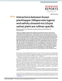 Nilaparvata Lugens