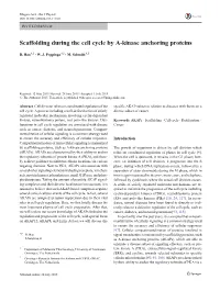 Scaffolding During the Cell Cycle by A-Kinase Anchoring Proteins